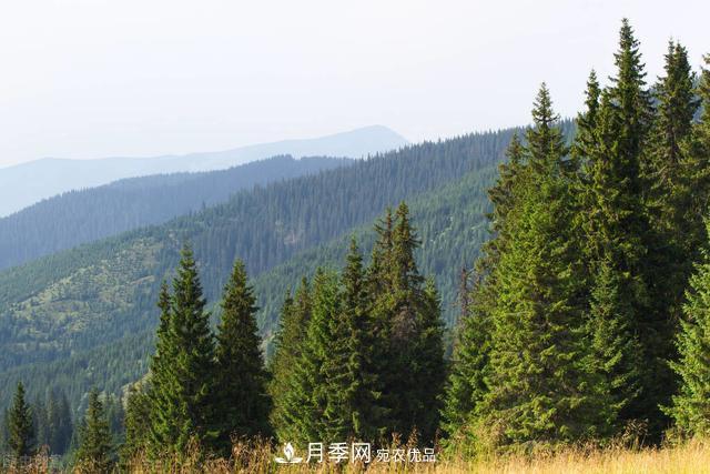 落葉松育苗造林技術(shù)，種植方法既簡(jiǎn)單又方便，高產(chǎn)又增收(圖4)