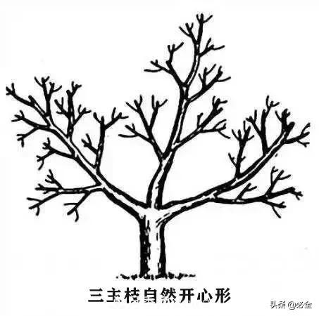 苗木的樹形怎么區(qū)分？(圖4)