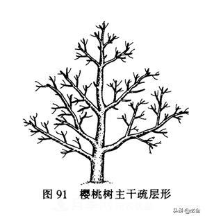 苗木的樹形怎么區(qū)分？(圖1)