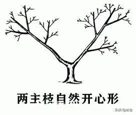 苗木的樹形怎么區(qū)分？(圖3)