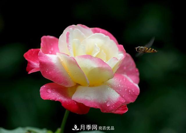 月季為什么會(huì)出現(xiàn)盲芽，其實(shí)多數(shù)與種植習(xí)慣有關(guān)(圖1)