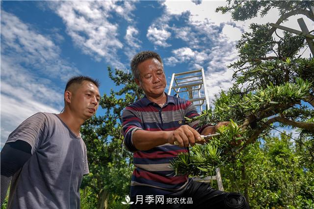 一樹一景，湖南長沙花木造型師的“雙搶”季(圖2)