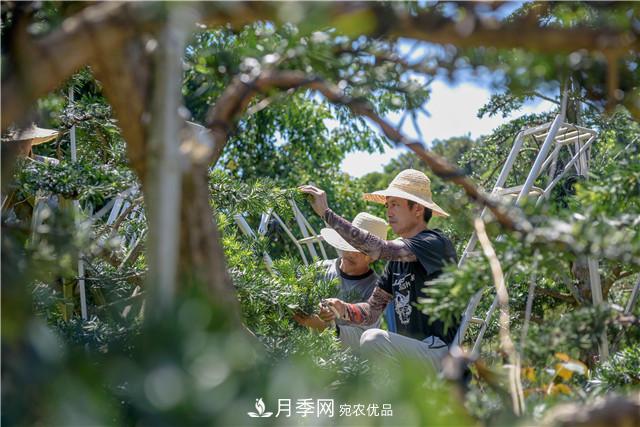 一樹一景，湖南長沙花木造型師的“雙搶”季(圖3)