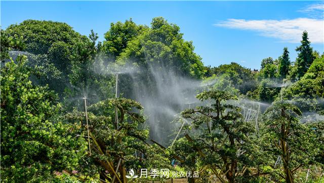 一樹一景，湖南長沙花木造型師的“雙搶”季(圖4)
