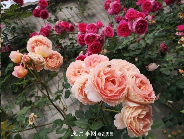 月季和薔薇有什么區(qū)別？買苗木前先知道4點(diǎn)，可省一大筆！(圖1)