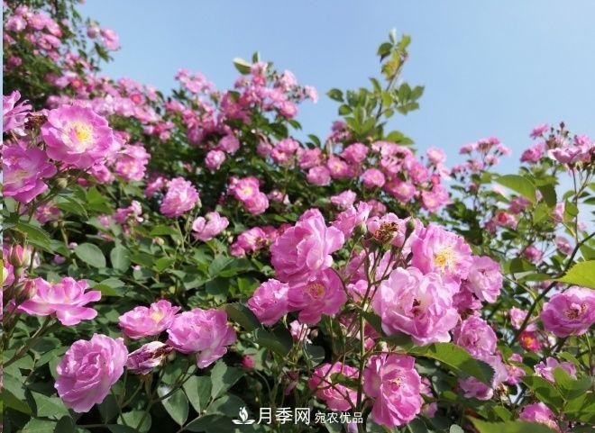 月季和薔薇有什么區(qū)別？買苗木前先知道4點(diǎn)，可省一大筆！(圖2)