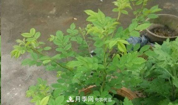 月季和薔薇有什么區(qū)別？買苗木前先知道4點(diǎn)，可省一大筆！(圖3)