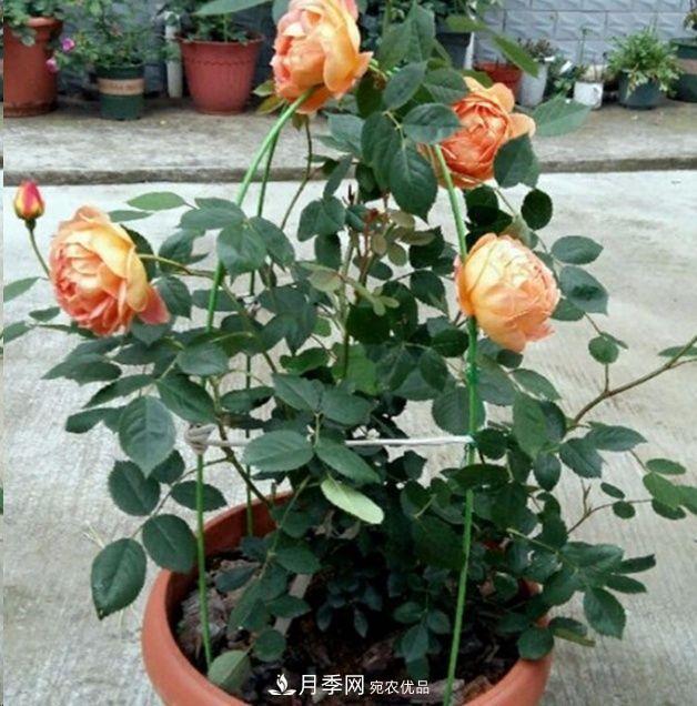 月季長(zhǎng)的又細(xì)又長(zhǎng)怎么辦？簡(jiǎn)單3招解決！(圖3)