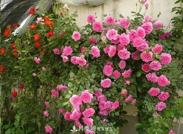 月季長(zhǎng)的又細(xì)又長(zhǎng)怎么辦？簡(jiǎn)單3招解決！(圖1)