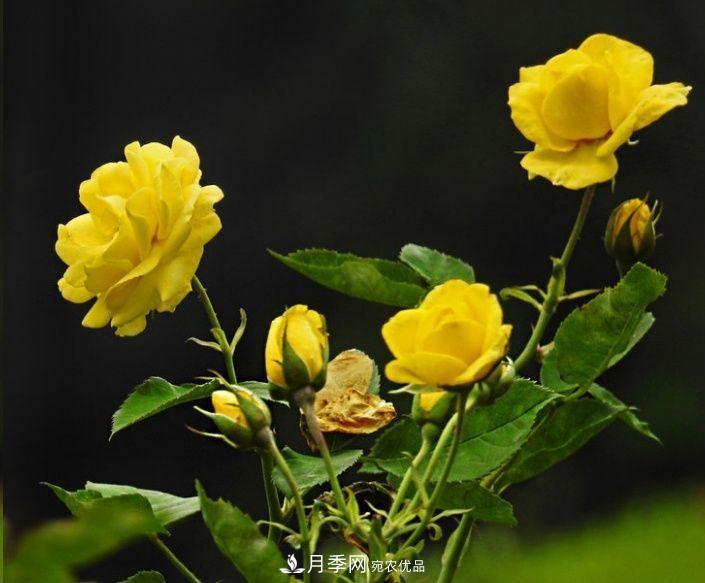 月季長(zhǎng)的又細(xì)又長(zhǎng)怎么辦？簡(jiǎn)單3招解決！(圖2)