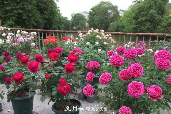 養(yǎng)月季，澆水很關(guān)鍵，學(xué)會(huì)這2個(gè)“竅門”，枝繁葉茂花滿枝！(圖3)