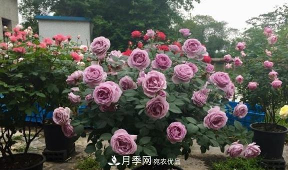 養(yǎng)月季，澆水很關(guān)鍵，學(xué)會(huì)這2個(gè)“竅門”，枝繁葉茂花滿枝！(圖2)