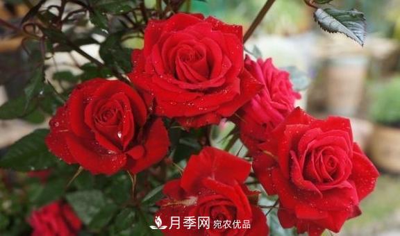 養(yǎng)月季，澆水很關(guān)鍵，學(xué)會(huì)這2個(gè)“竅門”，枝繁葉茂花滿枝！(圖1)