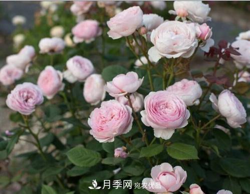 月季花長花苞后，及時給它施一種肥，不然影響正常開花(圖2)