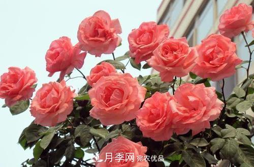 月季花長花苞后，及時給它施一種肥，不然影響正常開花(圖3)
