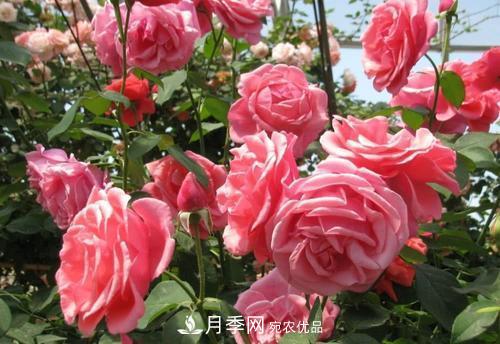 月季花長花苞后，及時給它施一種肥，不然影響正常開花(圖1)