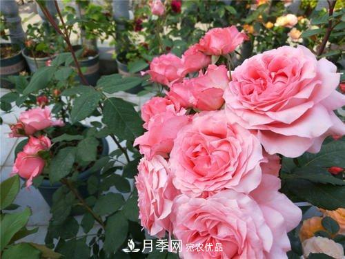 月季花長花苞后，及時給它施一種肥，不然影響正常開花(圖4)