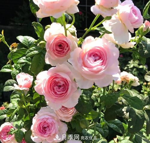 夏天養(yǎng)月季花，了解掌握4個要點，秋花開爆盆(圖1)