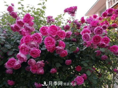 夏天養(yǎng)月季花，了解掌握4個要點，秋花開爆盆(圖4)