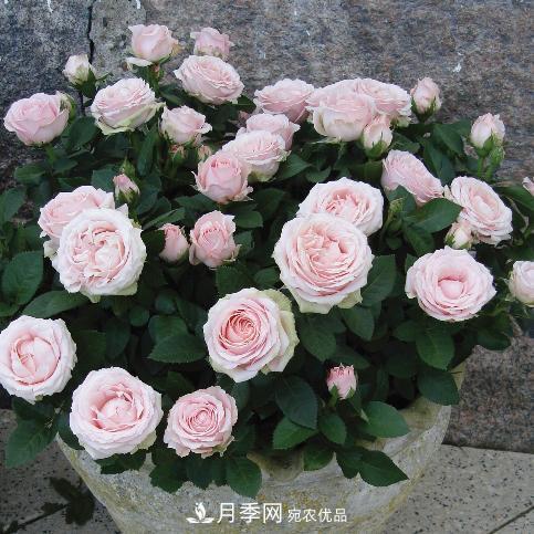夏天養(yǎng)月季花，了解掌握4個要點，秋花開爆盆(圖2)