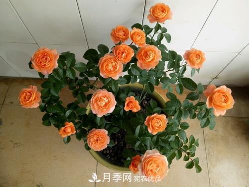 夏天養(yǎng)月季花，了解掌握4個要點，秋花開爆盆(圖5)