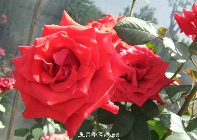 紅衣主教大花月季，花型漂亮，非常耐開(圖2)