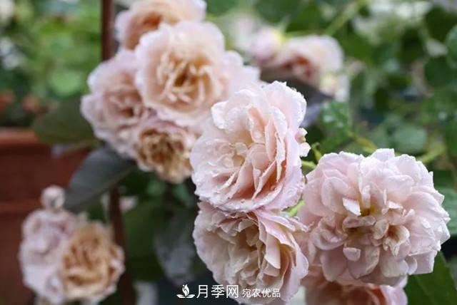 10種復(fù)古色月季，氣質(zhì)炸裂！花友值得入手！(圖3)
