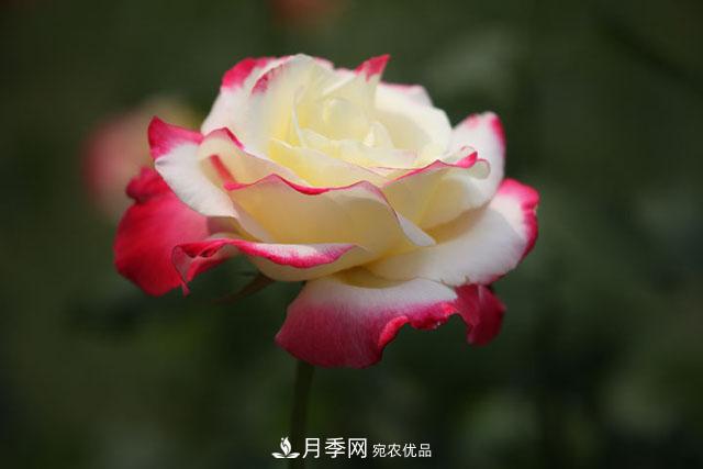 抓住這三大原則，月季修剪太簡(jiǎn)單了！(圖1)
