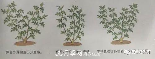 抓住這三大原則，月季修剪太簡(jiǎn)單了！(圖3)