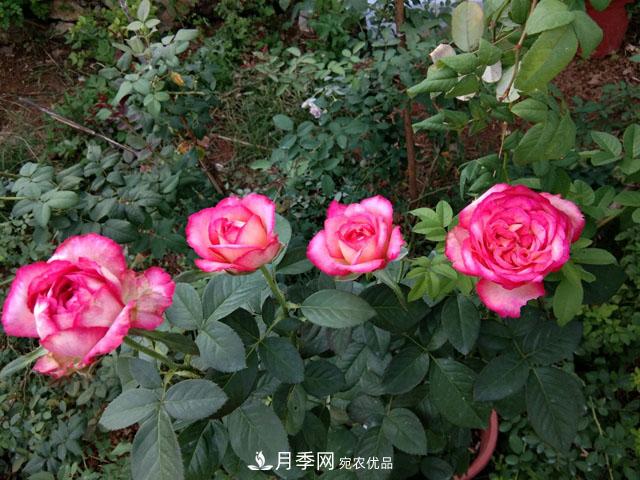 盆栽月季難養(yǎng)？掌握這3點(diǎn)，盆栽比地栽月季還好養(yǎng)！(圖1)