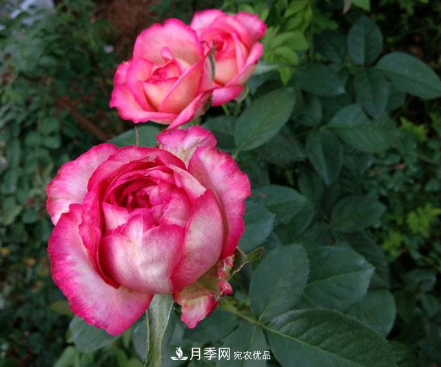 盆栽月季難養(yǎng)？掌握這3點(diǎn)，盆栽比地栽月季還好養(yǎng)！(圖2)