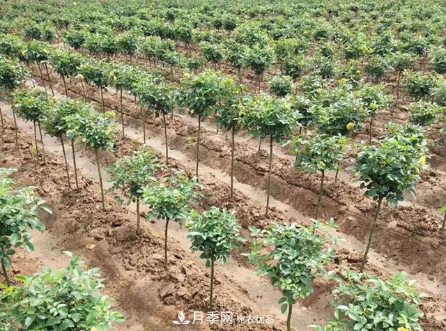 212種常用苗木知識(shí)匯總，建議收藏(圖1)