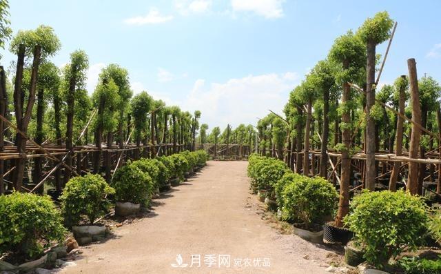 苗木人要知道 未來苗木5大發(fā)展趨勢(shì)(圖1)