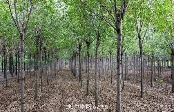 苗木人要知道 未來苗木5大發(fā)展趨勢(shì)(圖2)