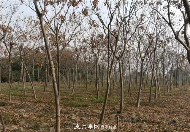 2020暢銷苗木品種排行，“老客戶積累”是苗木人成功根本(圖2)