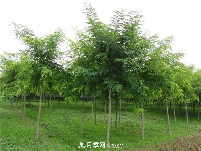 2020暢銷苗木品種排行，“老客戶積累”是苗木人成功根本(圖1)