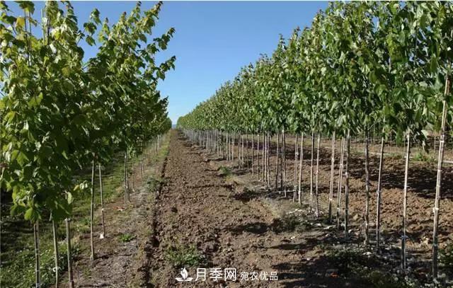 2020暢銷苗木品種排行，“老客戶積累”是苗木人成功根本(圖4)
