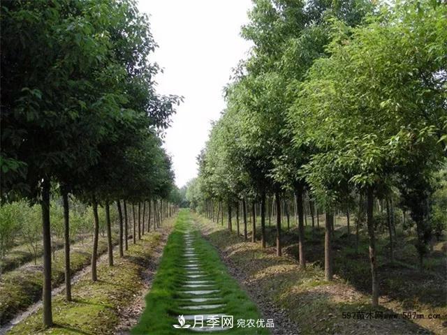 2020暢銷苗木品種排行，“老客戶積累”是苗木人成功根本(圖5)