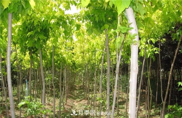 2020暢銷苗木品種排行，“老客戶積累”是苗木人成功根本(圖3)