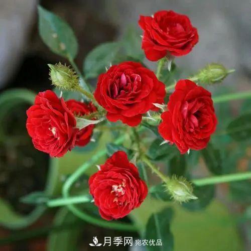 5種適合種在陽臺的月季，生病幾率小，開花有特色(圖1)