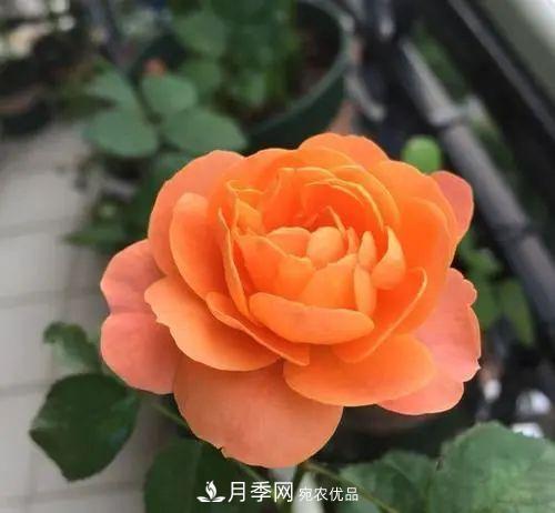 5種適合種在陽臺的月季，生病幾率小，開花有特色(圖2)