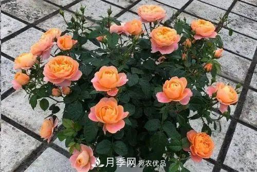 5種適合種在陽臺的月季，生病幾率小，開花有特色(圖4)