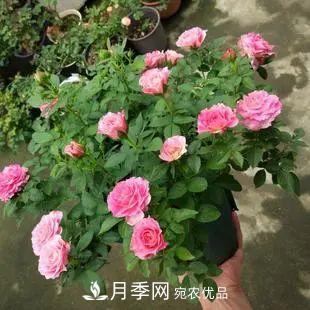 5種適合種在陽臺的月季，生病幾率小，開花有特色(圖6)