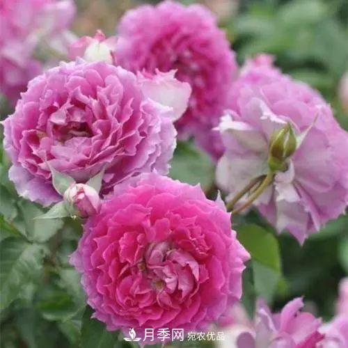 5種適合種在陽臺的月季，生病幾率小，開花有特色(圖7)