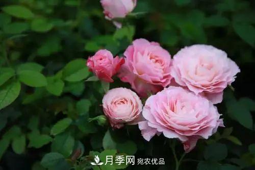 5種適合種在陽臺的月季，生病幾率小，開花有特色(圖5)