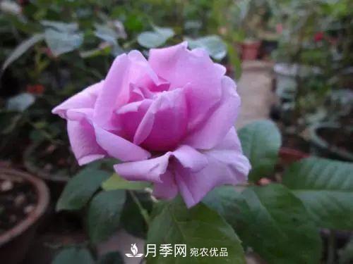 5種適合種在陽臺的月季，生病幾率小，開花有特色(圖8)