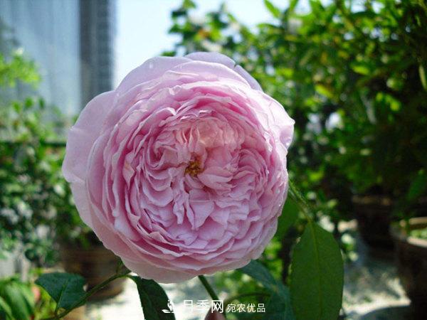 推薦4種優(yōu)秀藤本月季，開花多一開就停不下來(lái)(圖1)