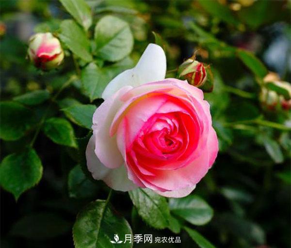 推薦4種優(yōu)秀藤本月季，開花多一開就停不下來(lái)(圖4)