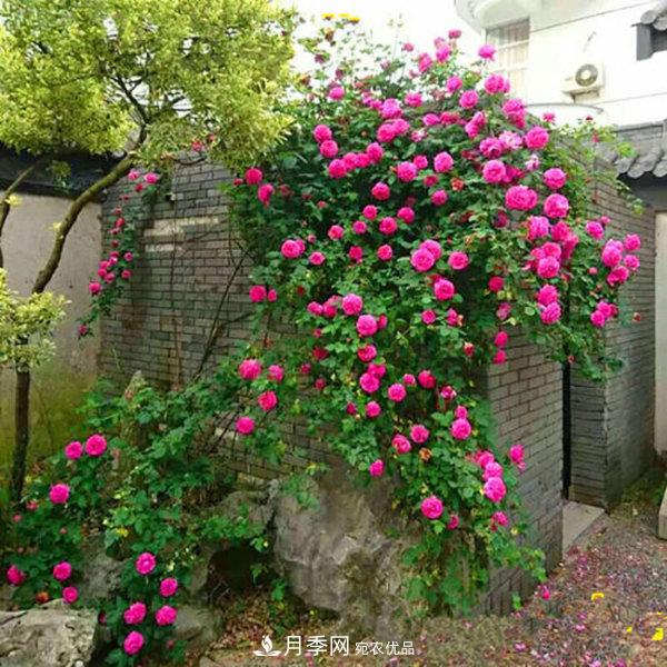 推薦4種優(yōu)秀藤本月季，開花多一開就停不下來(lái)(圖2)