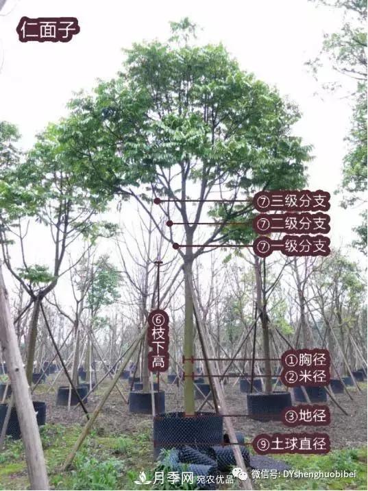 苗木必備基本常識手冊(圖2)
